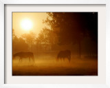 Horses Graze in a Meadow in Early Morning Fog in Langenhagen Near Hanover, Germany, Oct 17, 2006 Framed Photographic Print by Kai-uwe Knoth