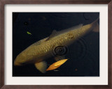 A Colorful Koi Swims Past a Floating Autumn Leaf Framed Photographic Print by Rick Bowmer