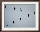 Birds Over Frankfurt Framed Photographic Print by Michael Probst