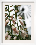 Chelsea Flower Show, London, England Framed Photographic Print by Sang Tan