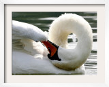 Swan on the river Rhine near Breisach, Germany Framed Photographic Print by Winfried Rothermel