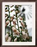 Chelsea Flower Show, London, England Framed Photographic Print by Sang Tan