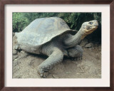 Giant Turtle, Santa Cruz Island, Galapogos Islands Framed Photographic Print by Dolores Ochoa