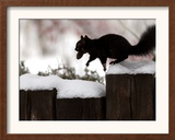 A Black Squirrel Leaps Along a Snow Covered Fence Framed Photographic Print