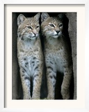 A Four-Year-Old Female Bobcat Framed Photographic Print