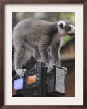 Ring Tailed Lemur Sitting on a TV Camera During a Press Call in Hagenbeck's Zoo in Hamburg Framed Photographic Print