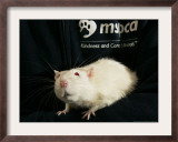 Roland, a One-Year-Old Domestic Rat, is Held at the Mspca in Boston Thursday, May 26, 2005 Framed Photographic Print by Elise Amendola