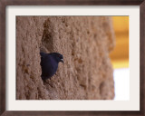 Pigeons Roost in the Prehistoric Hohokam Indian Structure Framed Photographic Print by Paul Connors