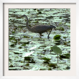 A Great Blue Heron Stalks Its Prey in Marsh in East Montpelier, Vermont, Thursday, August 23, 2001 Framed Photographic Print by Toby Talbot