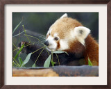 Red Panda Xia-Tschung-Mao Feeds on Bamboo Framed Photographic Print