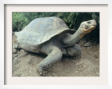 Giant Turtle, Santa Cruz Island, Galapogos Islands Framed Photographic Print by Dolores Ochoa
