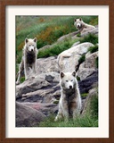 Sled Dogs Watch Over Kulusuk, Greenland Framed Photographic Print