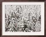 Heavy Snow Hangs on Trees Along Hurricane Ridge Framed Photographic Print by Jeffrey Phelps