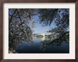 Cherry Blossoms Line the Tidal Basin Framed Photographic Print