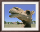 A Camel from Doug Baum's Herd is Shown in Valley Mills, Texas, Thursday, July 13, 2006 Framed Photographic Print by L.m. Otero