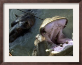 Yugoslavia Montenegros Hippos Framed Photographic Print