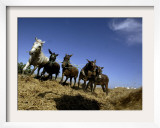 Horses and Donkeys Trample on a Crop of Fava Beans Framed Photographic Print