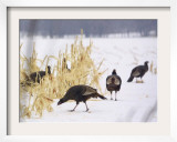 A Flock of Wild Turkey Pick Over a Corn Field in Williston, Vermont, Wednesday, March 5, 2003 Framed Photographic Print by Alden Pellett