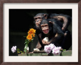 Susana and Gombe Framed Photographic Print