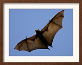 A Flying Fox Soars Above the Trees Framed Photographic Print