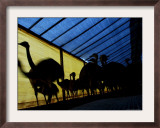 Ostriches Walk on a Shed at a Farm in Florencio Varela Framed Photographic Print