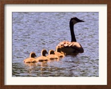A Canada Goose Leads Young Goslings for a Swim Framed Photographic Print