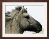 Wild Horse Konik, Geltinger Birk Reserve, Germany Framed Photographic Print by Heribert Proepper
