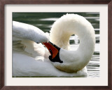 Swan on the river Rhine near Breisach, Germany Framed Photographic Print by Winfried Rothermel