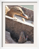 Rat Peeps from a Hole as a Duck Sits in the Sun in a Park Lazienki in Warsaw, Poland Framed Photographic Print