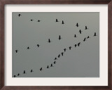 Birds Over Frankfurt Framed Photographic Print by Michael Probst