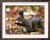 A Squirrel Handles a Nut Received from a Child in a Park in Bucharest, Romania November 6, 2006 Framed Photographic Print by Vadim Ghirda