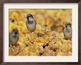 A Group of Sparrows Warm Themselves in the Noon Sun, in Lafayette Park Across from the White House Framed Photographic Print by Ron Edmonds