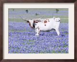 Longhorn Grazing on Bluebonnets, Midlothian, Texas Framed Photographic Print by Pat Sullivan