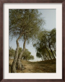 Ghaf, Emirates Desert Tree, Dubai Framed Photographic Print by Nousha Salimi