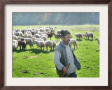 A Shepherd Stands by His Sheep in Miclosoara, Romania, October 2006 Framed Photographic Print by Rupert Wolfe-murray