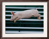 Beauty a 20-Week-Old Pig Flies Through the Air Framed Photographic Print by Mark Baker