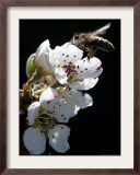 Bee and Pear Blossom, Bruchkoebel, Germany Framed Photographic Print by Ferdinand Ostrop