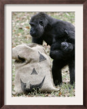 Sukari, an 8-Year-Old Mother Gorilla, Rummages Through a Trick or Treat Bag Framed Photographic Print by John Amis