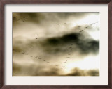 Birds Over Frankfurt Framed Photographic Print by Michael Probst