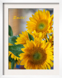 Smile: Sunny Sunflower Posters by Nicole Katano