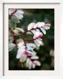 Pink and White Flower Print by Nicole Katano