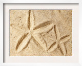 Starfish Imprints Prints
