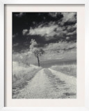 Roadside with Tree Posters