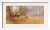Wild Turkeys Prints