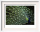Peacock with Feathers Posters