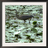 A Great Blue Heron Stalks Its Prey in Marsh in East Montpelier, Vermont, Thursday, August 23, 2001 Framed Photographic Print by Toby Talbot
