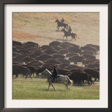 Buffalo Kick up Dust as Horseback Riders Keep Them Moving at the Custer State Park Buffalo Roundup Framed Photographic Print