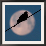 A Mourning Dove Sits Atop a Utility Wire as the Full Moon Sets Over Grand Isle Framed Photographic Print