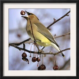 Cedar Waxwing Tosses Up a Fruit from a Flowering Crab Tree at the Town Hall Framed Photographic Print
