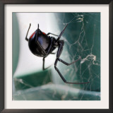 A Female Black Widow Spider Framed Photographic Print